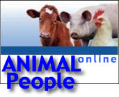 ANIMAL PEOPLE